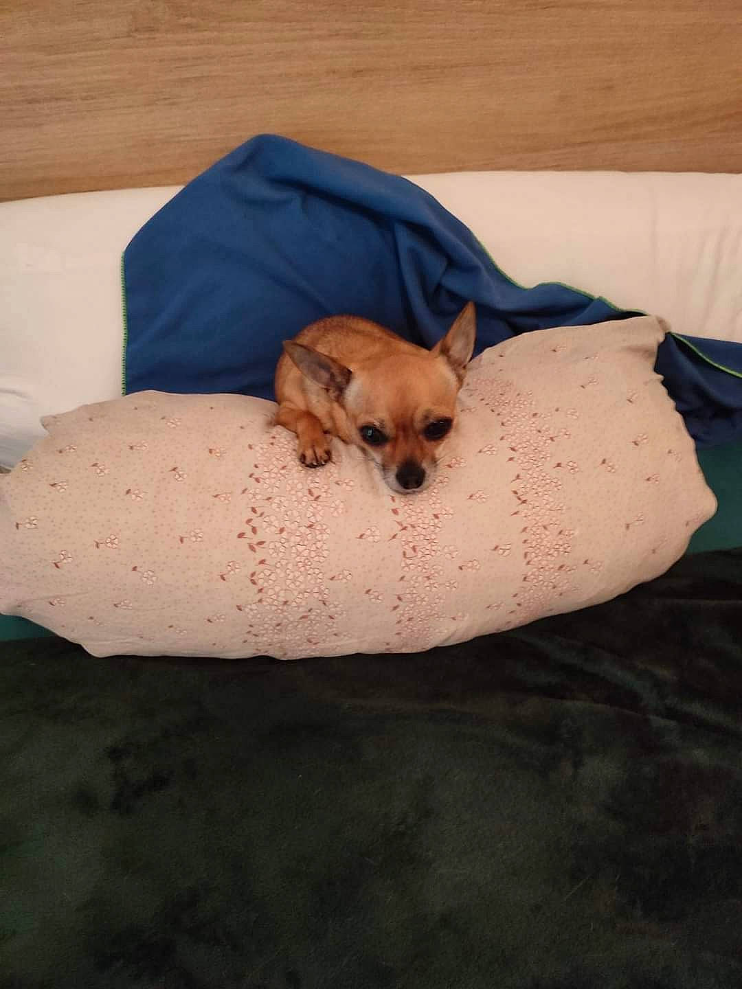 Pippa participe au concours pour gagner de l'argent avec cette photo : canidae, carnivore, comfort, companion_dog, dog, dog_breed, dog_supply, fawn, linens, nap, non_sporting_group, paw, pet_supply, puppy, sleep, snout, sporting_group, toy, toy_dog, working_animal