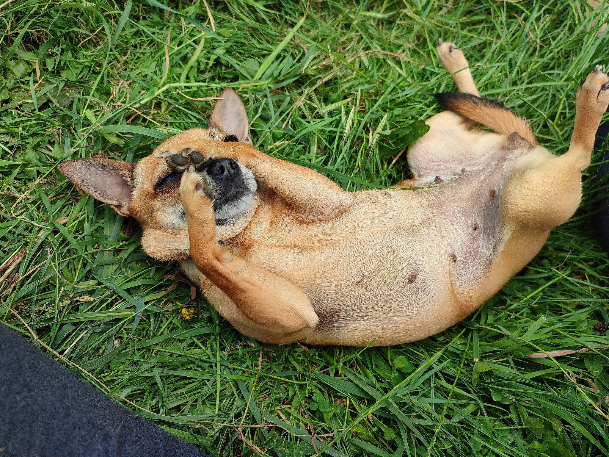 Pippa participe au concours pour gagner de l'argent avec cette photo : canidae, carnivore, comfort, companion_dog, dog, dog_breed, fawn, felidae, foot, grass, human_leg, nap, paw, plant, sporting_group, terrestrial_animal, whiskers, wildlife