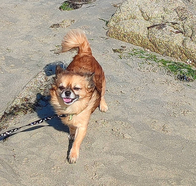 Djean participe au concours pour gagner de l'argent avec cette photo : canidae, carnivore, companion_dog, dog, dog_breed, fawn, foot, fur, human_leg, landscape, leash, paw, pet_supply, plant, road_surface, shadow, soil, sunglasses, tail, working_animal