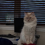 Eden joined the competition — help win amazing prizes! animal, cat, computer, cords, cozy, desk, fluffy_cat, furniture, home, indoor, keyboard, light, looking, pet, red_chair, room, shadow, sitting, tail, window_blinds
