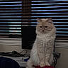 animal, cat, computer, cords, cozy, desk, fluffy_cat, furniture, home, indoor, keyboard, light, looking, pet, red_chair, room, shadow, sitting, tail, window_blinds