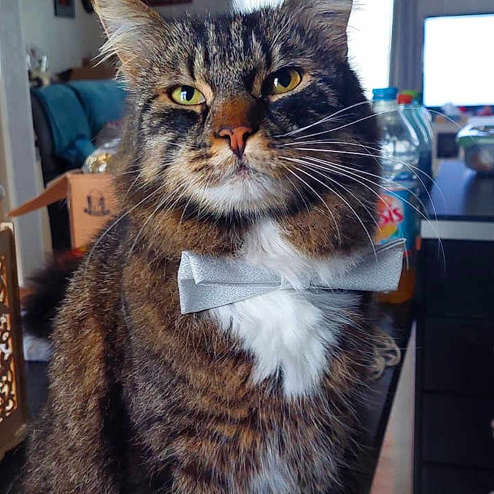 Rocket a rejoint le concours — aidez-le/la à gagner de superbes lots ! animal, architecture, balloon, building, cat, computerhardware, desk, drawer, electronics, furniture, hardware, indoors, interiordesign, livingroom, monitor, pet, room, screen, table, tv