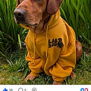 Oban is registered to the contest to win money with this photo: dog, hoodie, yellow_clothing, outdoor, grass, greenery, pet, animal, brown_dog, casual, cute, sitting, portrait, nature, canine, fur, ears, snout, eyes, calm