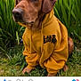 dog, hoodie, yellow_clothing, outdoor, grass, greenery, pet, animal, brown_dog, casual, cute, sitting, portrait, nature, canine, fur, ears, snout, eyes, calm