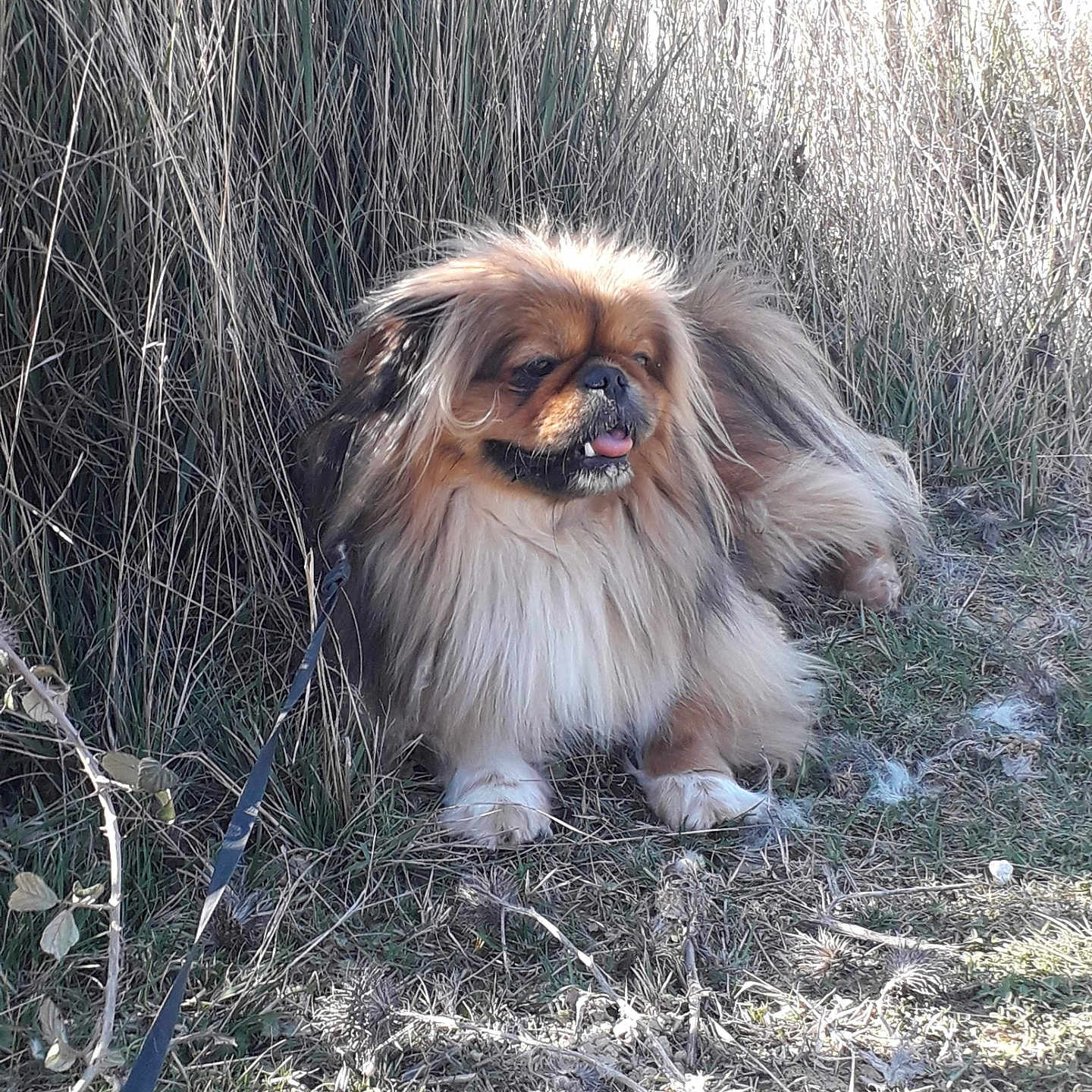Pitchi participe au concours pour gagner de l'argent avec cette photo : accessories, animal, canine, dog, face, grass, head, herbal, nature, outdoors, person, pet, photography, plant, portrait, puppy, rock, soil, tree, vegetation