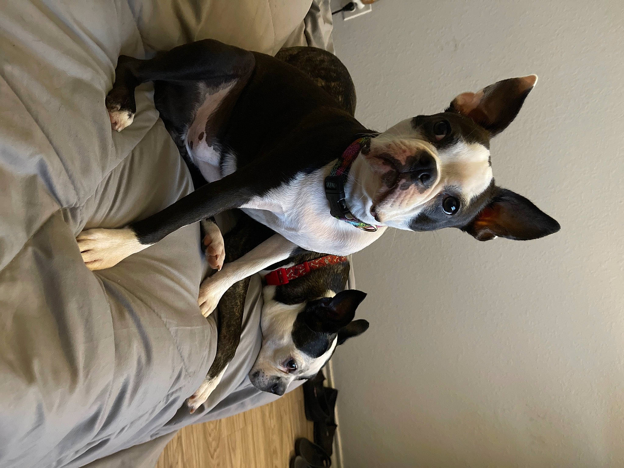 Xena joined the competition — help win amazing prizes! canidae, carnivore, collar, comfort, companion_dog, dog, dog_breed, dog_collar, dog_supply, ear, elbow, eyewear, fawn, pet_supply, sleeve, snout, sporting_group, tail, toy_dog, working_animal