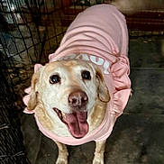 Lilly is registered to the contest to win money with this photo: animal, canine, clothing, crate, dog, ears, excited, eyes, floor, fur, happy, indoor, legs, mouth, pen, pet, pink_dress, standing, tile, tongue
