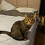 animal, bed, bedroom, blanket, cat, comfort, curious, domestic, ears, fur, furniture, headboard, indoor, light, looking, pet, resting, tabby, tail, whiskers