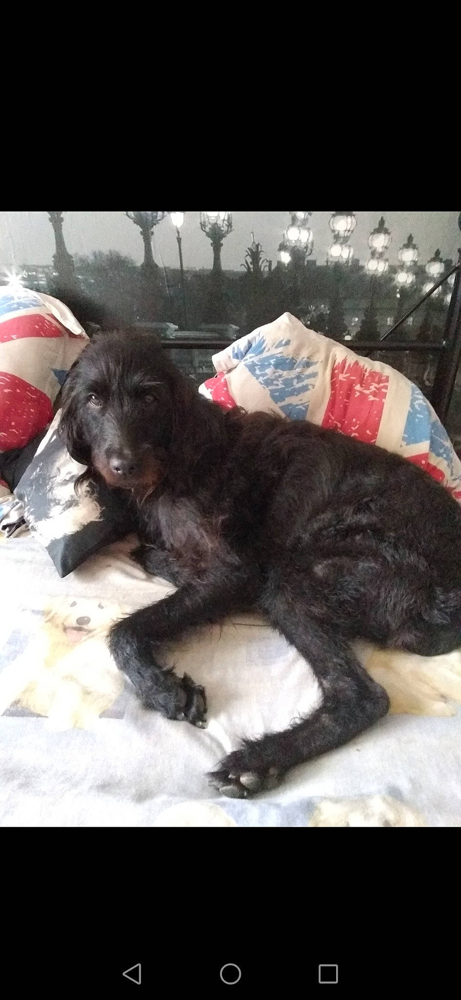 Bella