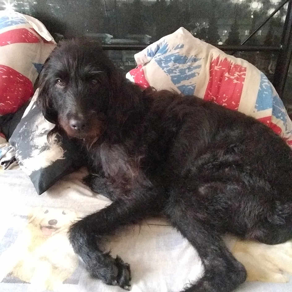 Bella