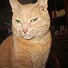 Ponpon a rejoint le concours — aidez-le/la à gagner de superbes lots ! aegean_cat, arabian_mau, asian, burmilla, carnivore, cat, domestic_short_haired_cat, european_shorthair, eye, fawn, felidae, fur, german_rex, mammal, ojos_azules, small_to_medium_sized_cats, snout, tabby_cat, vertebrate, whiskers