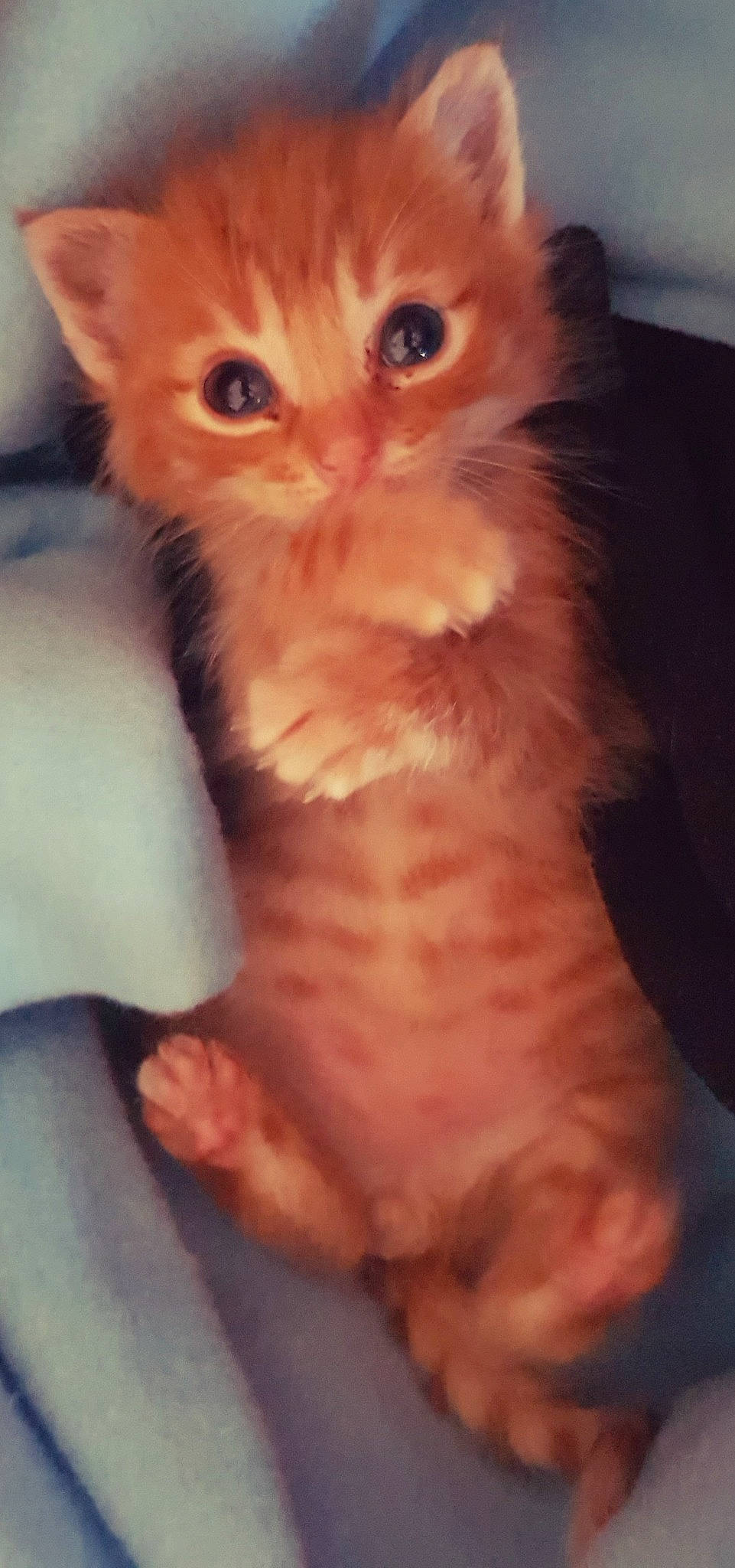 Simba a rejoint le concours — aidez-le/la à gagner de superbes lots ! carnivore, cat, claw, domestic_short_haired_cat, fawn, felidae, fur, gesture, paw, peach, small_to_medium_sized_cats, snout, tail, whiskers