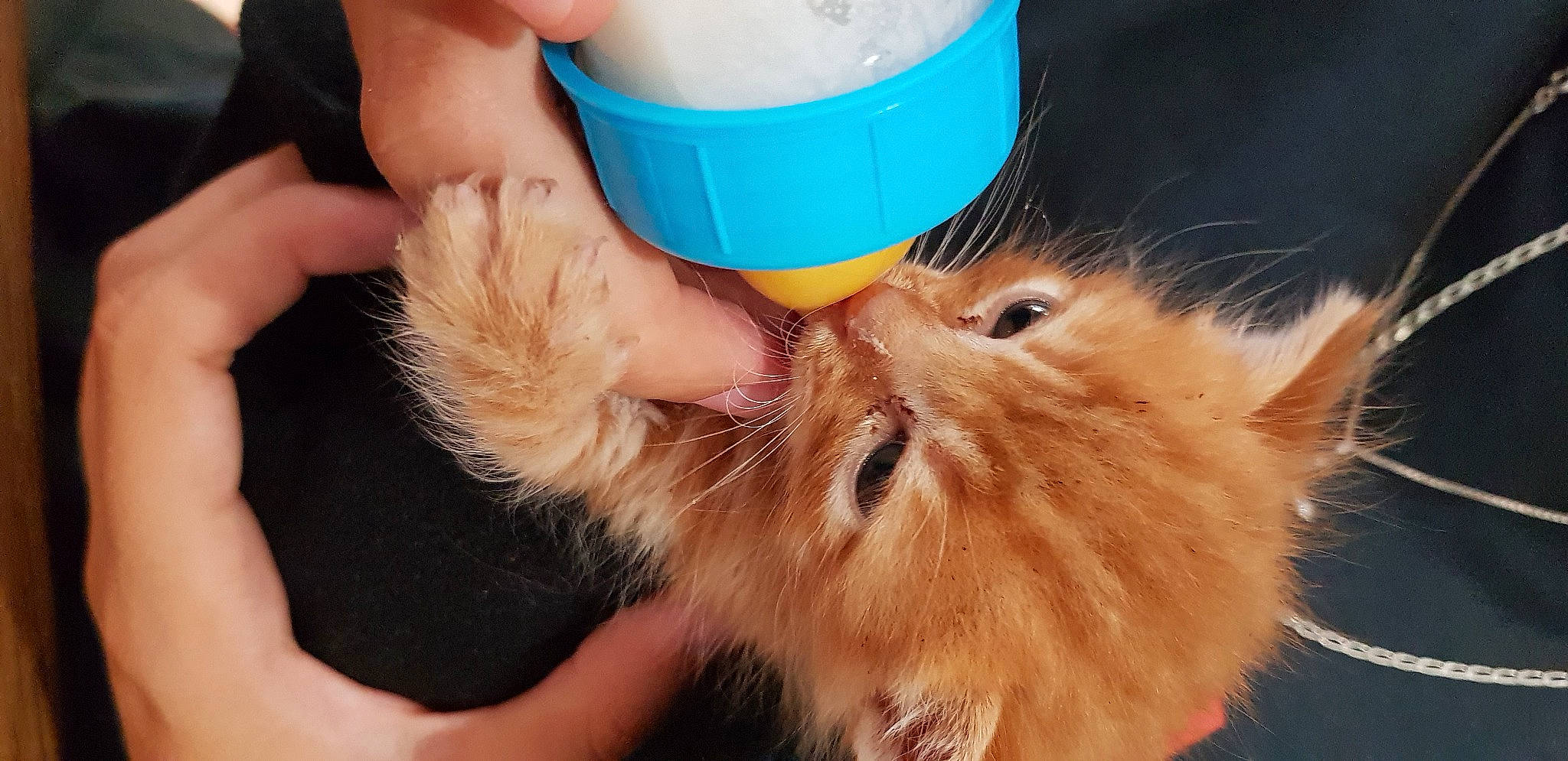 Simba a rejoint le concours — aidez-le/la à gagner de superbes lots ! carnivore, cat, claw, drinking, drinkware, eyelash, fawn, felidae, finger, gesture, hand, happy, nail, paw, plastic_bottle, rodent, small_to_medium_sized_cats, thumb, water_bottle, whiskers