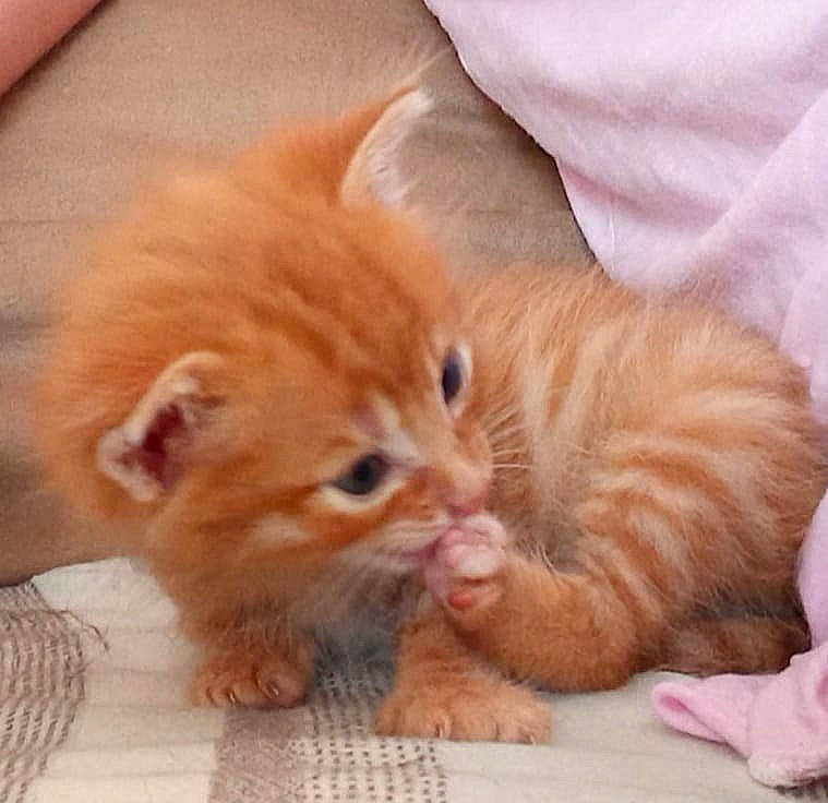 Simba a rejoint le concours — aidez-le/la à gagner de superbes lots ! carnivore, cat, claw, comfort, companion_dog, domestic_short_haired_cat, ear, fawn, felidae, flooring, fur, gesture, mammal, nap, orange, paw, small_to_medium_sized_cats, snout, tail, whiskers