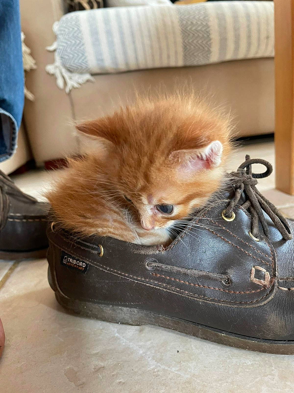 Simba a rejoint le concours — aidez-le/la à gagner de superbes lots ! bag, box, carnivore, cat, comfort, companion_dog, fashion_accessory, fawn, felidae, flooring, fur, hardwood, human_leg, shoe, sitting, small_to_medium_sized_cats, snout, tail, whiskers, wood