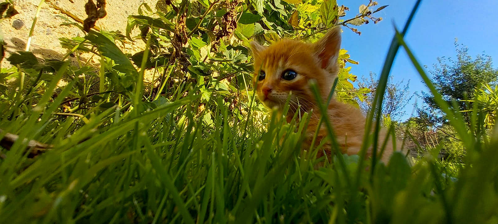 Simba participe au concours pour gagner de l'argent avec cette photo : carnivore, cat, domestic_short_haired_cat, fawn, felidae, fur, grass, grass_family, groundcover, iris, lawn, plant, sky, small_to_medium_sized_cats, snout, tail, terrestrial_animal, tree, whiskers, wood