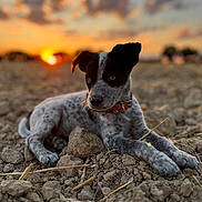 Arko a rejoint le concours — aidez-le/la à gagner de superbes lots ! animal, black, blue_eyes, brown, close_up, collar, cute, dog, earth, focus, fur, nature, outdoor, pet, puppy, relaxed, rocks, sunset, white, young_dog
