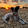 animal, black, blue_eyes, brown, close_up, collar, cute, dog, earth, focus, fur, nature, outdoor, pet, puppy, relaxed, rocks, sunset, white, young_dog