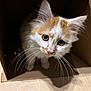 box, cardboard_box, cat, close_up, curious, cute, ears, eyes, feline, fur, indoor, kitten, orange_and_white, paws, pet, playful, portrait, shadow, whiskers, wooden_floor