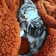Amy a rejoint le concours — aidez-le/la à gagner de superbes lots ! cat, kitten, sleeping, tabby, fur, whiskers, blanket, orange, cozy, nap, pet, animal, cute, resting, soft, comfort, indoor, closeup, relaxing, warm