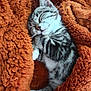 cat, kitten, sleeping, tabby, fur, whiskers, blanket, orange, cozy, nap, pet, animal, cute, resting, soft, comfort, indoor, closeup, relaxing, warm