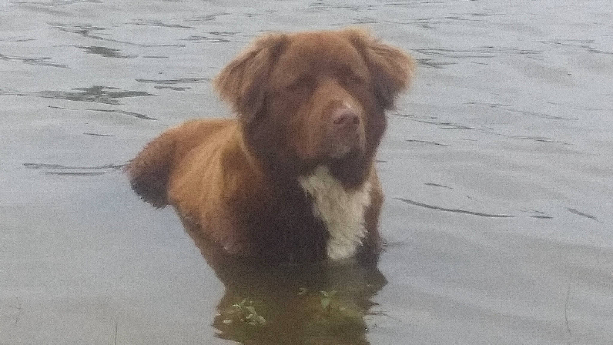 Chocolate is registered to the contest to win money with this photo: ancient_dog_breeds, canidae, carnivore, companion_dog, dog, dog_breed, event, fawn, gun_dog, lake, liquid, liver, snout, sporting_group, terrestrial_animal, water, working_animal, working_dog