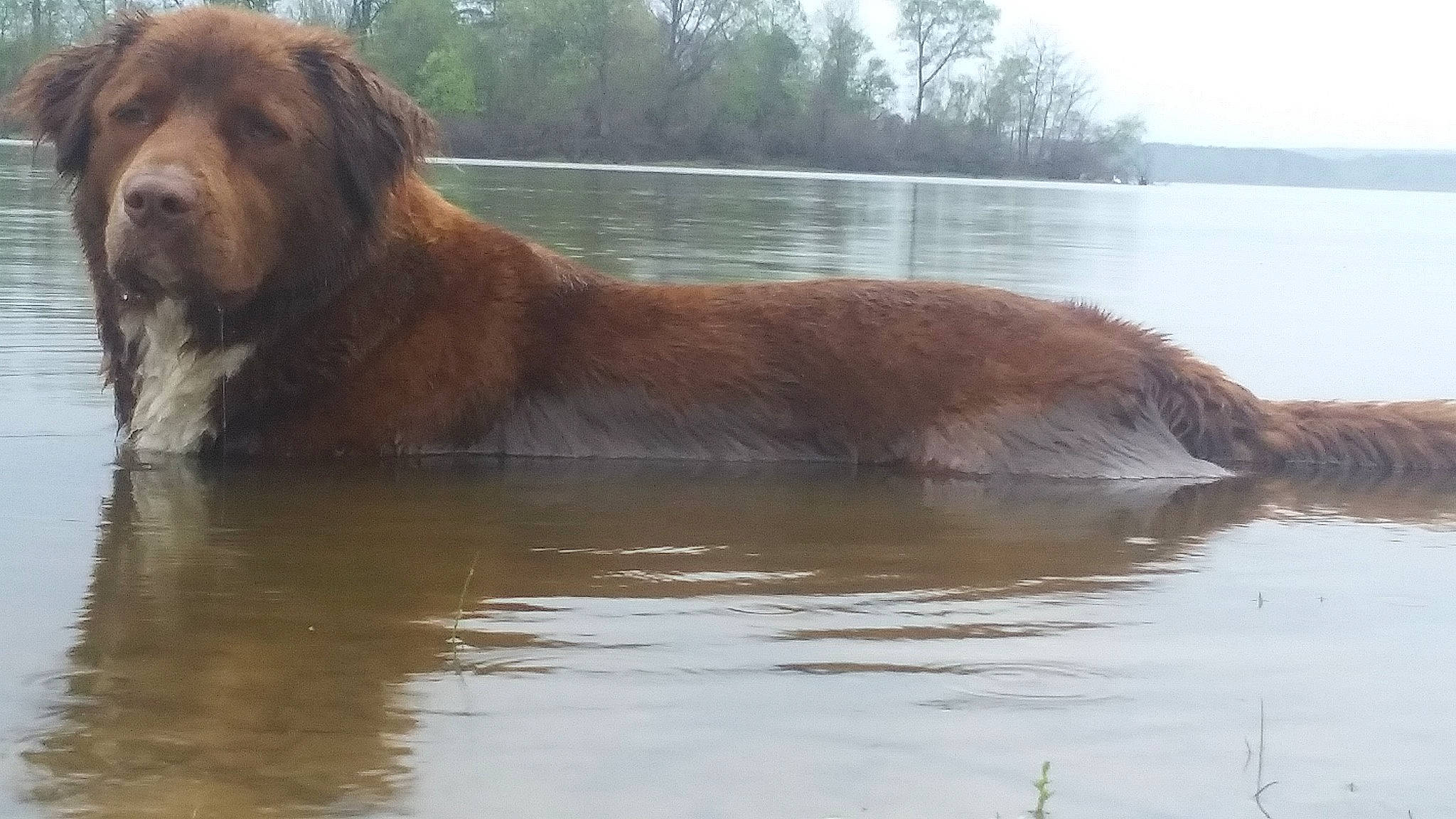 Chocolate joined the competition — help win amazing prizes! ancient_dog_breeds, canidae, carnivore, companion_dog, dog, dog_breed, event, giant_dog_breed, lake, lake_district, liver, loch, reservoir, sky, sporting_group, terrestrial_animal, tree, water, working_animal, working_dog