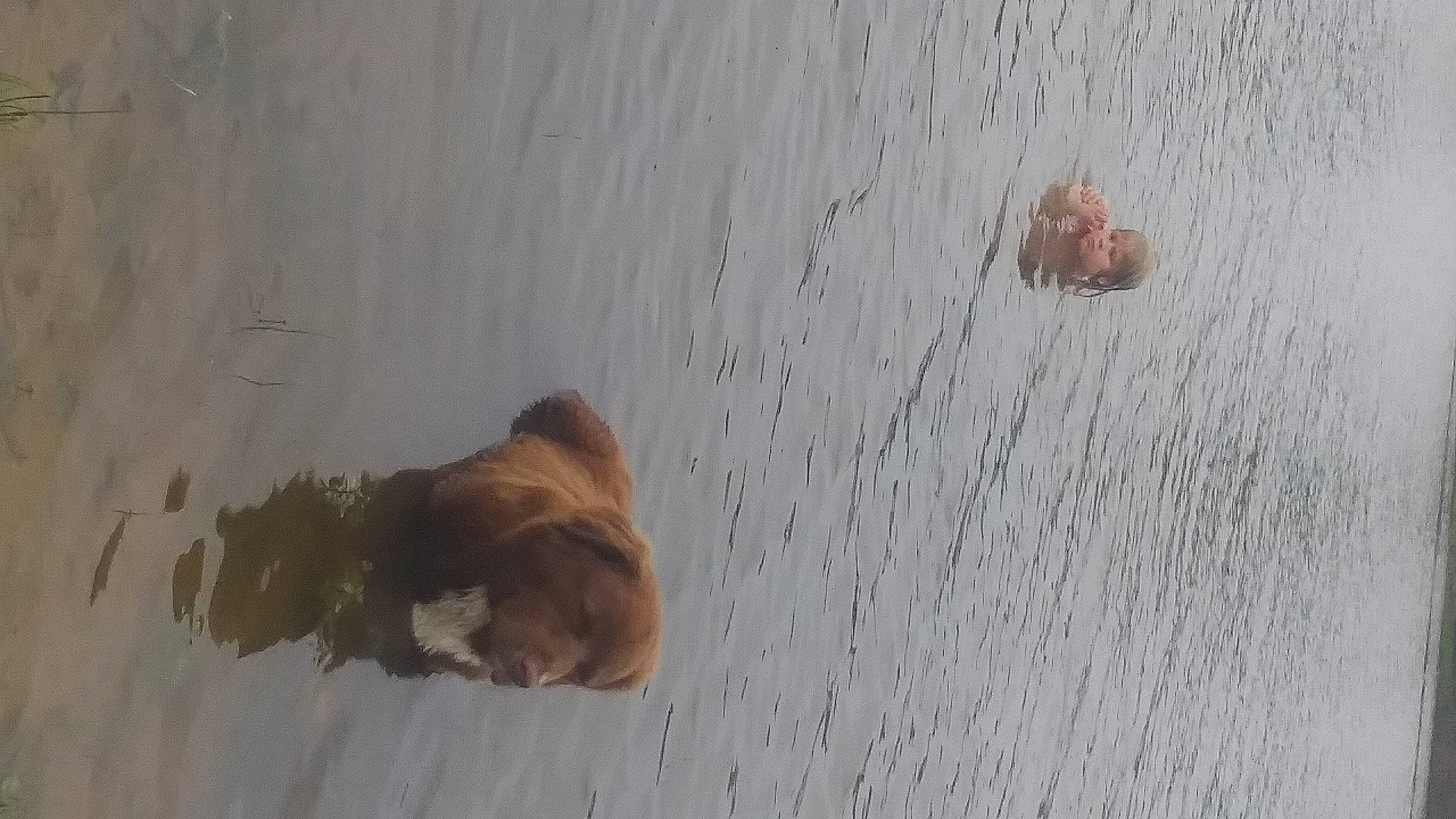 Chocolate is registered to the contest to win money with this photo: beach, brown, canidae, carnivore, dog, dog_breed, fawn, paw, snout, sporting_group, tail, vertebrate, water, wildlife, wood, working_animal