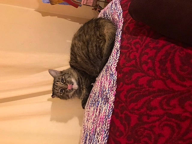 Pudding Pie is registered to the contest to win money with this photo: asian, carnivore, cat, domestic_short_haired_cat, dragon_li, european_shorthair, fawn, felidae, fur, kitten, mammal, small_to_medium_sized_cats, tabby_cat, tail, whiskers