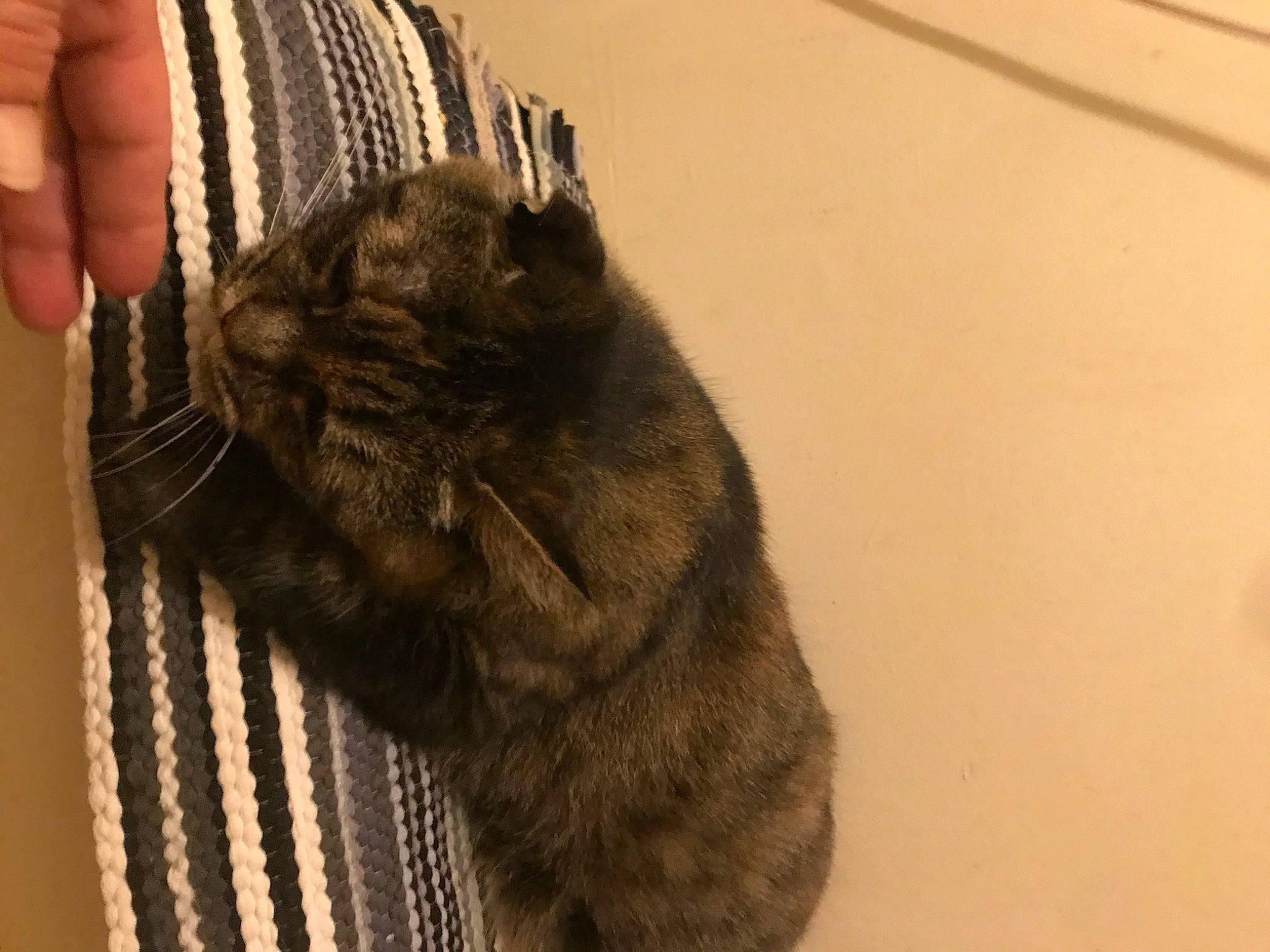 Pudding Pie is registered to the contest to win money with this photo: cat, chinchilla, claw, degu, domestic_short_haired_cat, felidae, fur, mammal, paw, rabbit, rodent, small_to_medium_sized_cats, snout, tail, whiskers