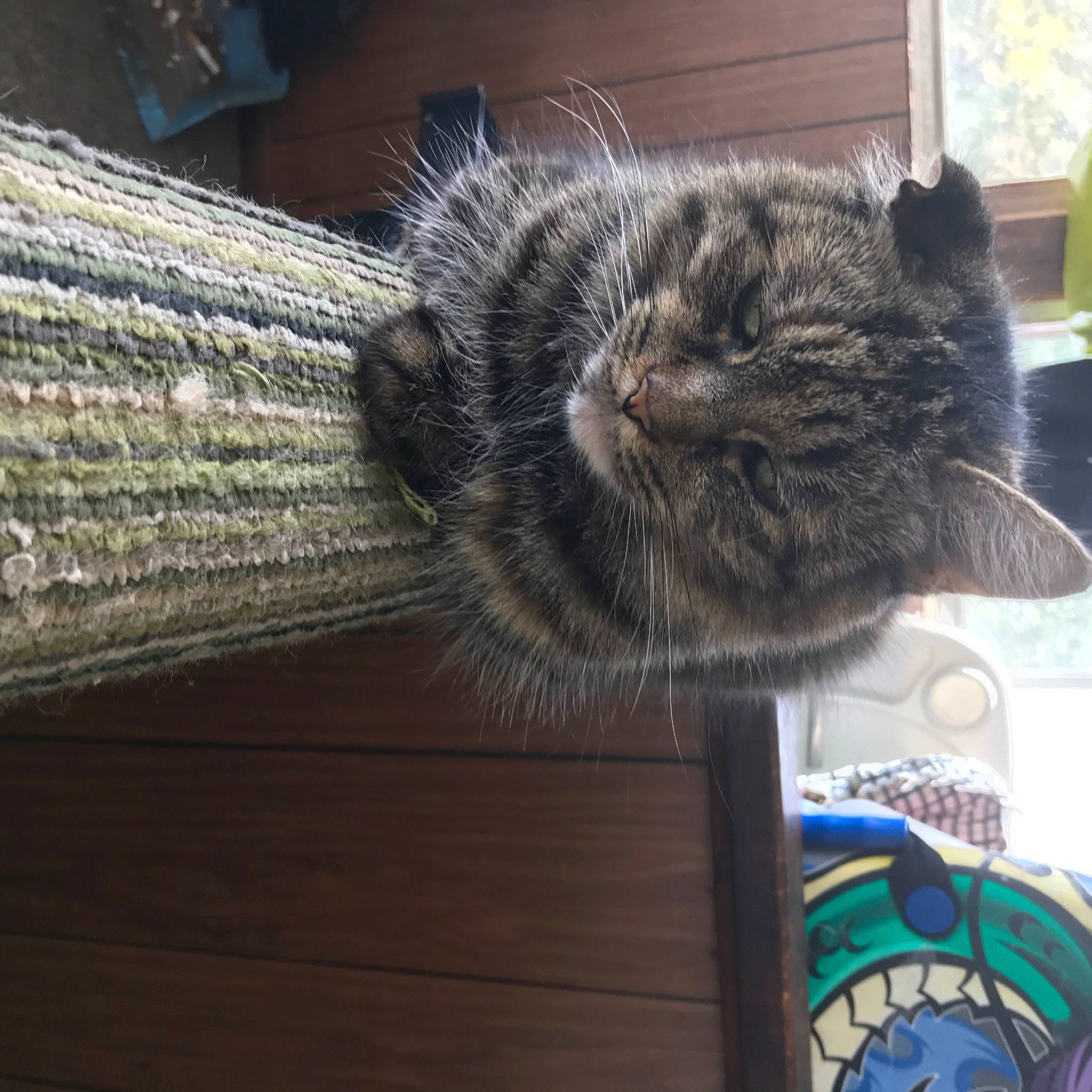 Pudding Pie joined the competition — help win amazing prizes! asian, carnivore, cat, domestic_short_haired_cat, dragon_li, european_shorthair, fawn, felidae, fur, kitten, maine_coon, nebelung, norwegian_forest_cat, pixie_bob, polydactyl_cat, small_to_medium_sized_cats, tabby_cat, tail, whiskers