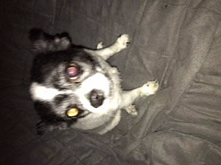 Dekota is registered to the contest to win money with this photo: border_collie, canidae, carnivore, chihuahua, dog, dog_breed, mammal, non_sporting_group, puppy, siberian_husky, snout, whiskers