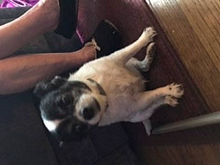 Dekota is registered to the contest to win money with this photo: boston_terrier, canidae, carnivore, companion_dog, dog, dog_breed, ear, fawn, french_bulldog, non_sporting_group, pug, puppy