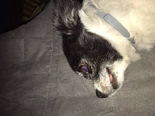 Dekota joined the competition — help win amazing prizes! border_collie, canidae, carnivore, dog, dog_breed, puppy, snout, sporting_group