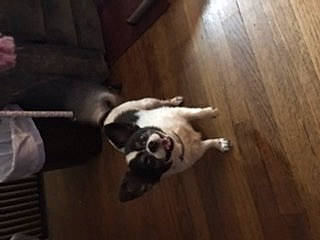 Dekota joined the competition — help win amazing prizes! border_collie, boston_terrier, bulldog, canidae, carnivore, dog, dog_breed, flooring, french_bulldog, hardwood, mammal, non_sporting_group, pug, puppy, shih_tzu, sporting_group, toy_dog