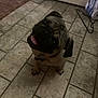 Chumluck is registered to the contest to win money with this photo: dog, pug, pet, indoor, floor, tile_floor, tongue_out, looking_up, cute, animal, companion, household, door, collar, paw, expression, small_dog, mammal, domestic_animal, friendly