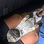 pug, puppy, dog, sleeping, lap, person, legs, indoor, dark, cozy, pet, cute, relaxed, animal, fur, collar, resting, snout, small_dog, companion