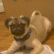 Chumluck is registered to the contest to win money with this photo: dog, pug, pet, animal, lying_down, floor, wooden_floor, collar, indoor, mat, cute, small_dog, curious, canine, mammal, domestic_animal, face, ears, tail, resting
