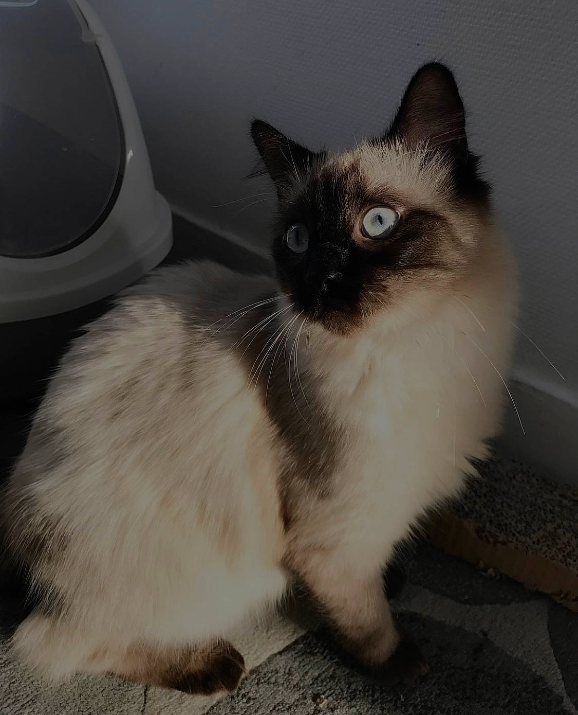Leo a rejoint le concours — aidez-le/la à gagner de superbes lots ! balinese, birman, carnivore, cat, claw, domestic_short_haired_cat, fawn, felidae, flooring, fur, grey, paw, siamese, sitting, small_to_medium_sized_cats, tail, terrestrial_animal, thai, whiskers, window