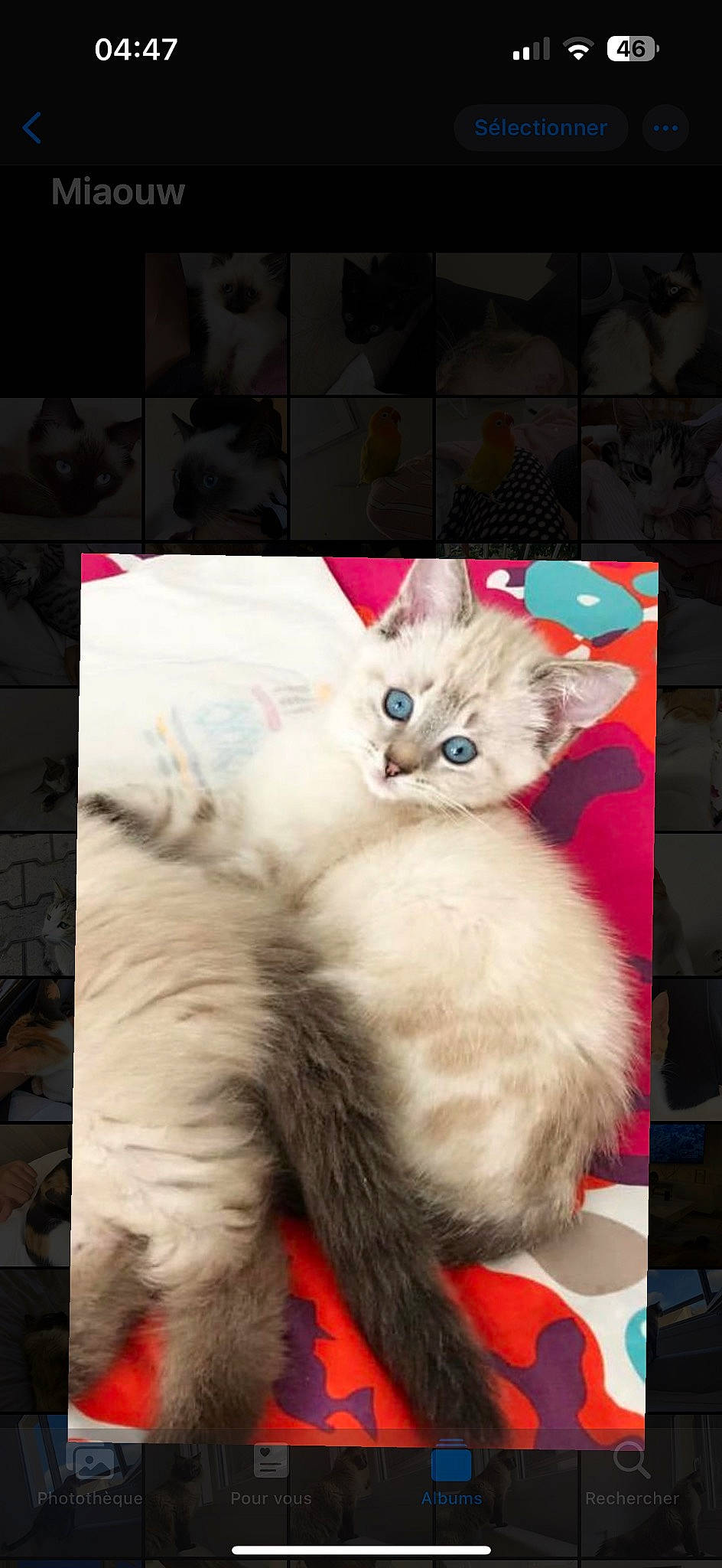 Lina a rejoint le concours — aidez-le/la à gagner de superbes lots ! art, carnivore, cat, claw, domestic_short_haired_cat, fawn, felidae, fur, paw, photo_caption, small_to_medium_sized_cats, snout, tail, whiskers