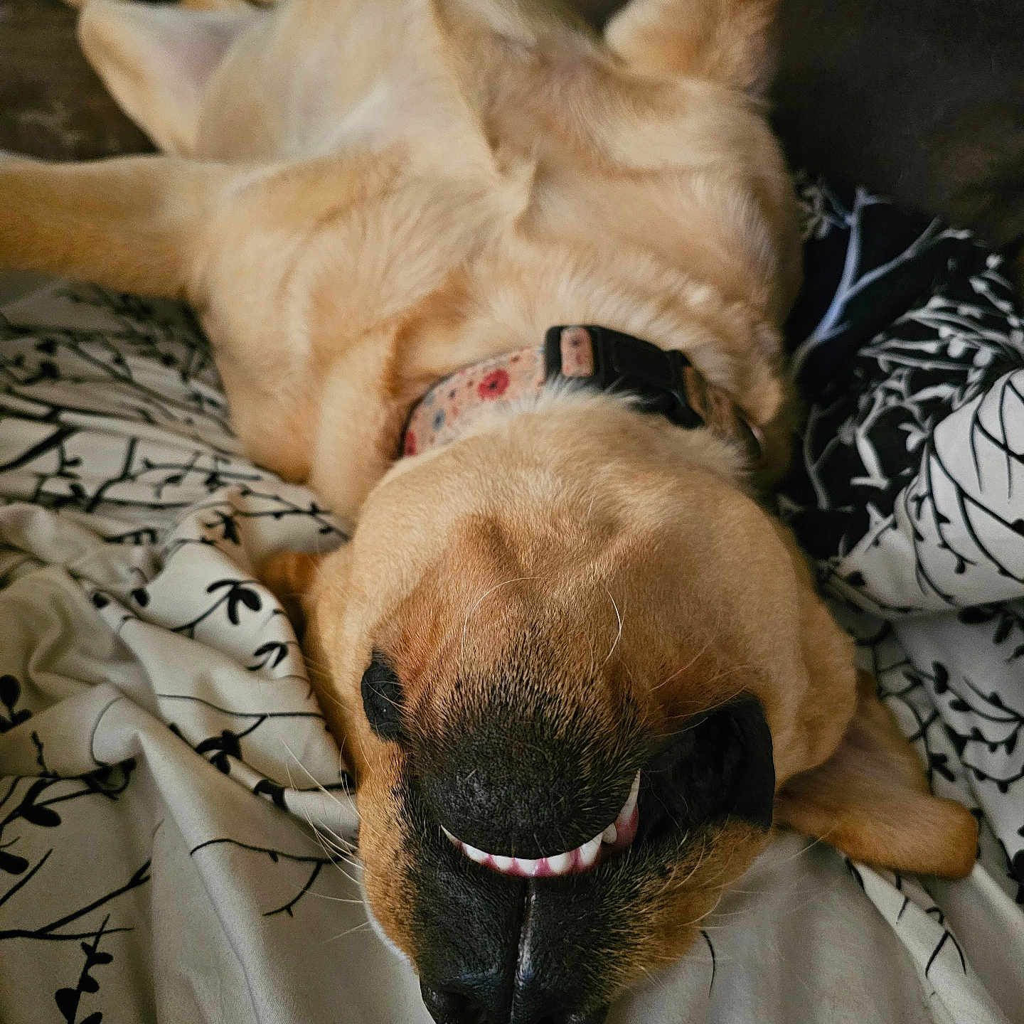 Lily joined the competition — help win amazing prizes! animal, beagle, bed, blanket, bodypart, bulldog, canine, couch, cushion, dog, furniture, goldenretriever, homedecor, hound, labradorretriever, mouth, person, pet, puppy, sleeping