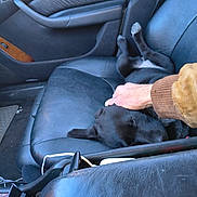Mischief joined the competition — help win amazing prizes! black_dog, cable, car_door, car_seat, close_up, comfort, cozy, dog, domestic_animal, floor_mat, hand, interior, leather_seat, petting, puppy, relaxation, resting, seat_belt, sleeping, vehicle_interior