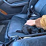 black_dog, cable, car_door, car_seat, close_up, comfort, cozy, dog, domestic_animal, floor_mat, hand, interior, leather_seat, petting, puppy, relaxation, resting, seat_belt, sleeping, vehicle_interior