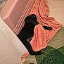 bathroom, bathtub, black_dog, cozy, curious, dog, floor, green_rug, indoors, looking_back, paw, pet, pink_towel, puppy, resting, slipper, small_dog, tile_floor, towel, young_dog