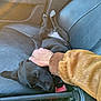 black_puppy, brown_jacket, car_seat, charger, close_up, companion, cozy, domestic_animal, fur, hand, leather_seat, paw, petting, relaxation, resting, seatbelt_buckle, sleeping, toothbrush, vehicle_interior, young_dog