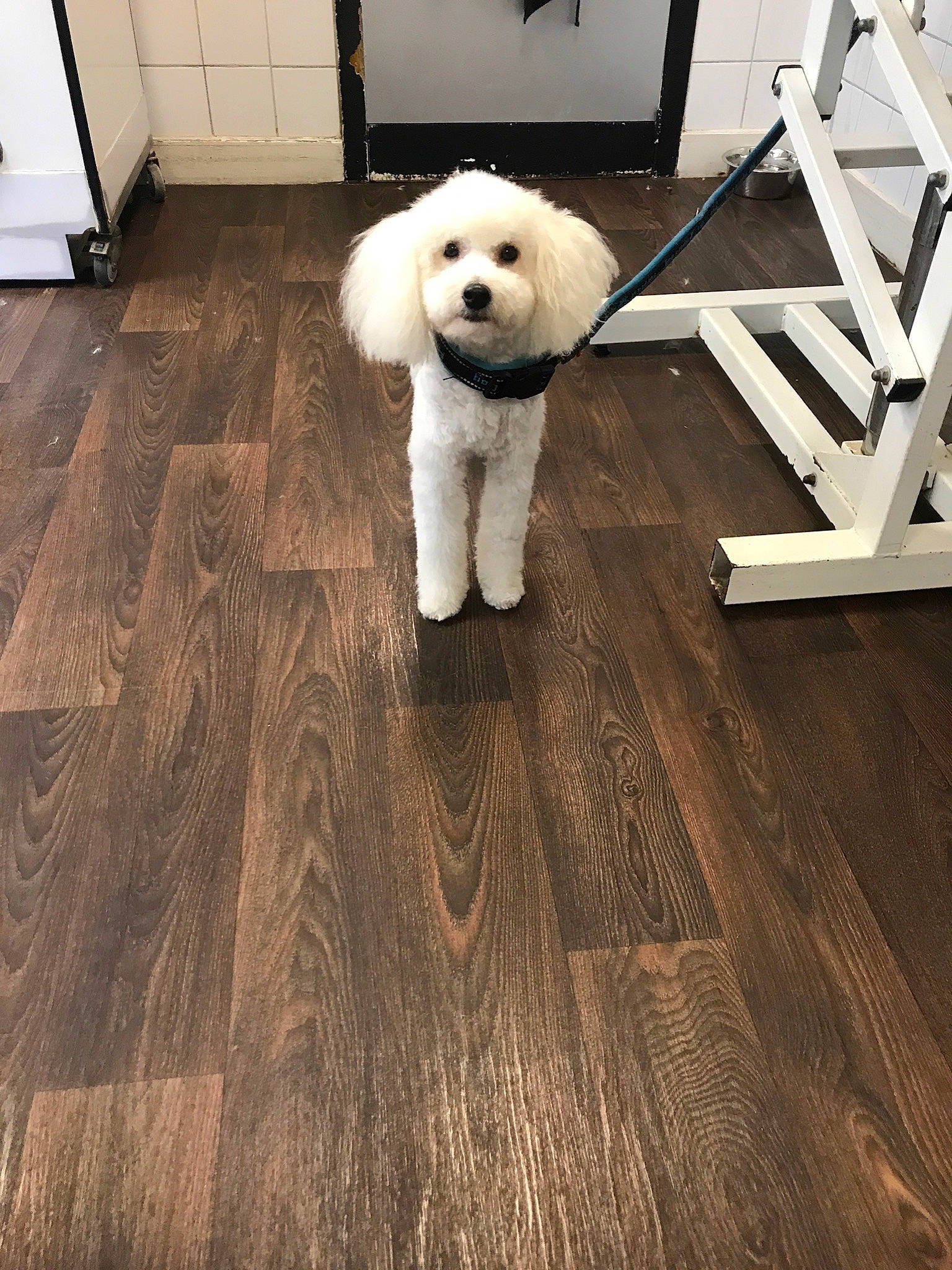 Mickey participe au concours pour gagner de l'argent avec cette photo : carnivore, companion_dog, dog, dog_breed, floor, flooring, fur, hardwood, labradoodle, laminate_flooring, plank, poodle, room, sporting_group, terrier, toy_dog, wood, wood_flooring, wood_stain, working_animal