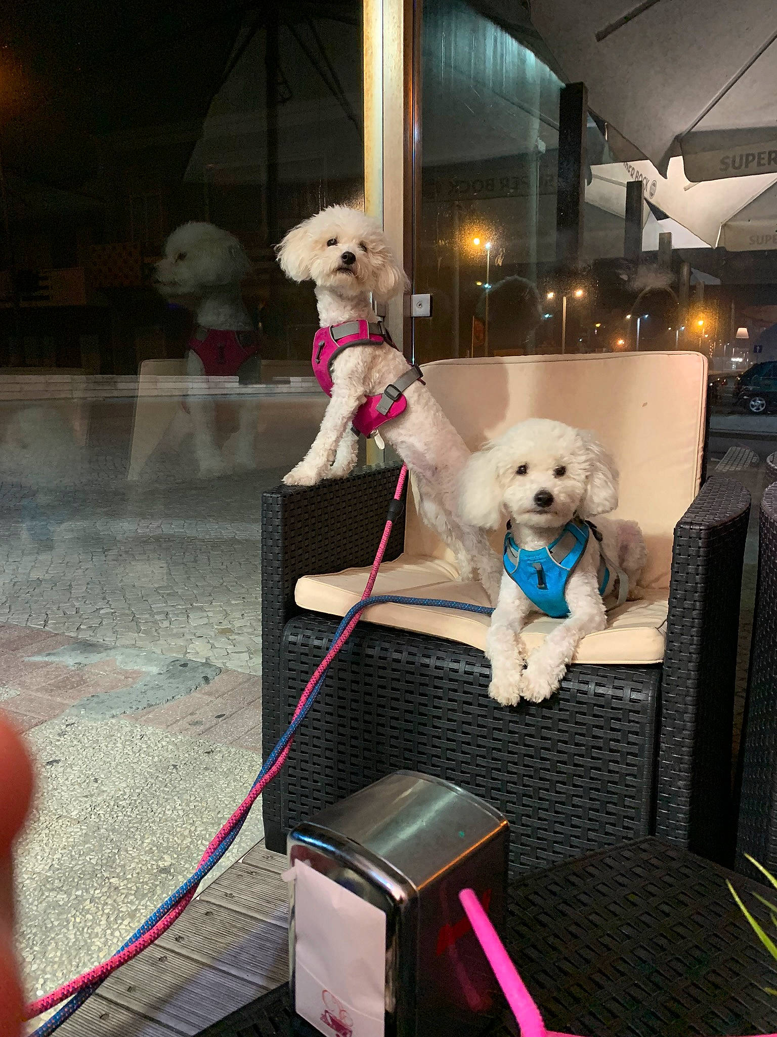 Mickey a rejoint le concours — aidez-le/la à gagner de superbes lots ! canidae, carnivore, companion_dog, dog, dog_breed, dog_collar, dog_supply, event, flooring, fur, labradoodle, leash, non_sporting_group, pet_supply, room, snout, sporting_group, stuffed_toy, toy, toy_dog