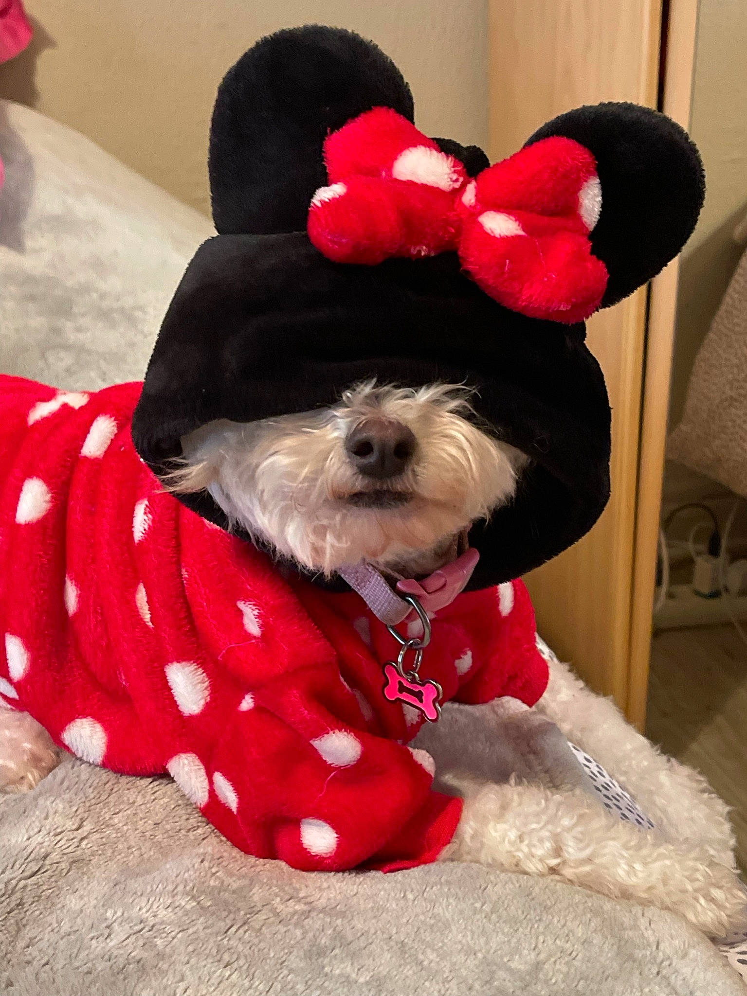 Minnie a rejoint le concours — aidez-le/la à gagner de superbes lots ! carnivore, collar, companion_dog, dog, dog_breed, dog_clothes, dog_collar, dog_supply, fashion_accessory, fawn, fur, pattern, pet_supply, pink, red, snout, sporting_group, sunglasses, toy_dog, working_animal