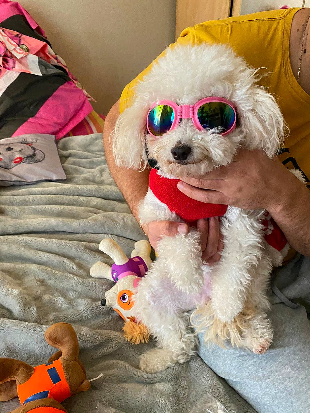 Minnie participe au concours pour gagner de l'argent avec cette photo : canidae, carnivore, companion_dog, dog, dog_breed, dog_clothes, dog_supply, fawn, fur, goggles, linens, pet_supply, pink, plush, sporting_group, stuffed_toy, sunglasses, textile, toy, toy_dog