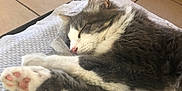 Matcha participe au concours pour gagner de l'argent avec cette photo : animal, blanket, cat, closeup, cozy, cute, domestic, feline, fur, gray, indoor, paw, pet, pink_paw_pad, relaxation, resting, sleeping, soft, tile_floor, white